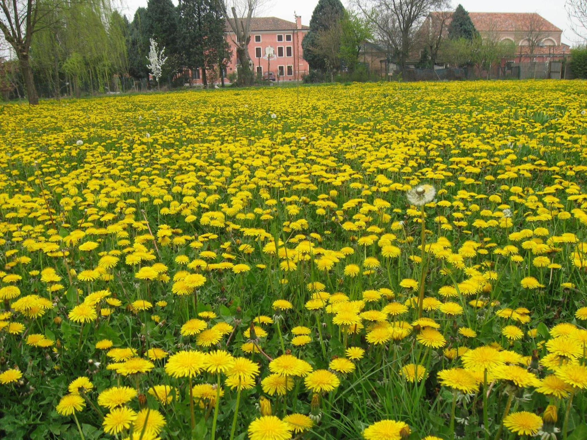Bordeghina B&B In Farmhouse Pontecchio Polesine 外观 照片