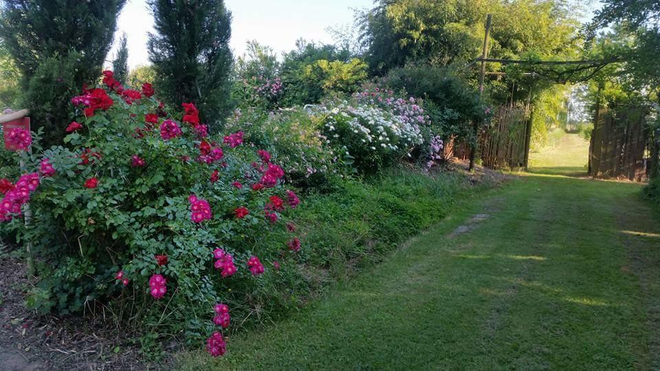 Bordeghina B&B In Farmhouse Pontecchio Polesine 外观 照片